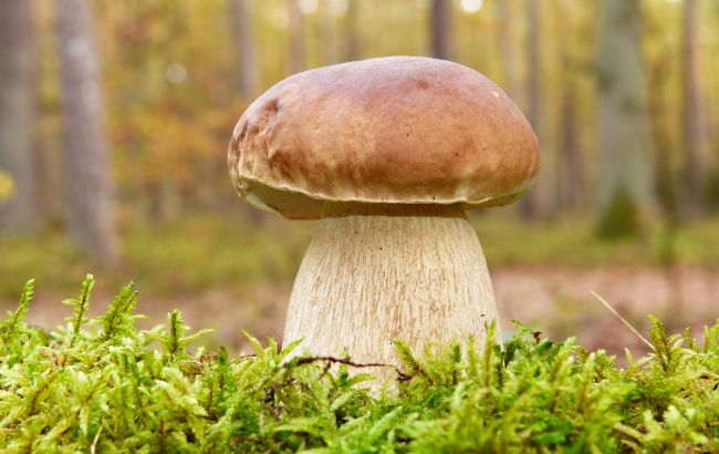 Сезон белых грибов: куда уже сейчас ехать грибникам на "тихую охоту"