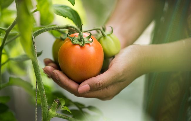 Чому помідори починають гнити ще на грядці і що можна зробити