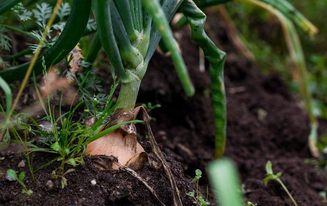 Как понять, что пора собирать урожай лука: основные признаки
