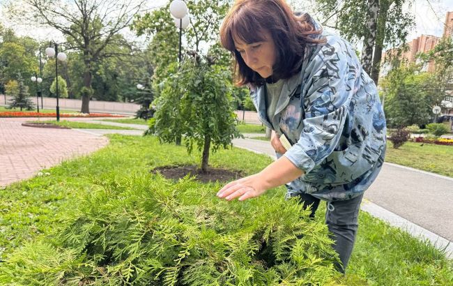 Природа или саботаж? Почему в Харькове массово гибнут хвойные деревья и есть ли шанс их спасти