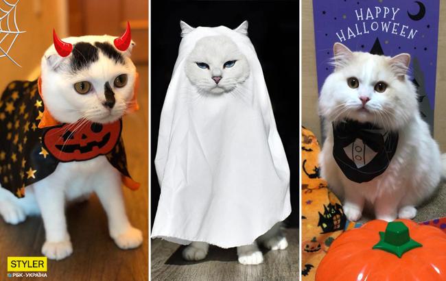 Страшно милые: фотоподборка забавных котиков к Хэллоуину