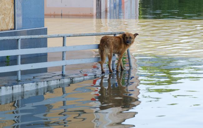 Жовтий та помаранчовий рівні небезпеки: у Чернігівській області можливе затоплення доріг