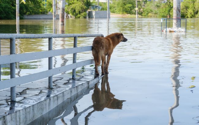 Вода отступает. Появились свежие спутниковые снимки Херсона