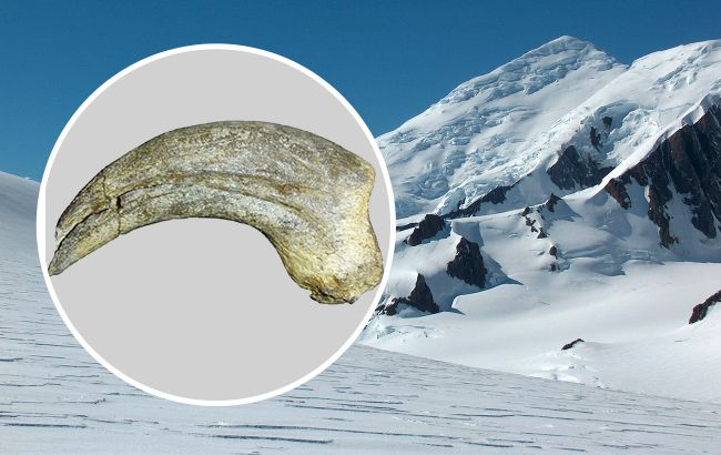 Не угадает никто. Ученые показали главного хищника Антарктиды, существовавшего 50 млн лет назад