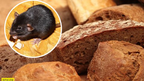 У київському супермаркеті миша на прилавку нахабно наминала продукти (відео)