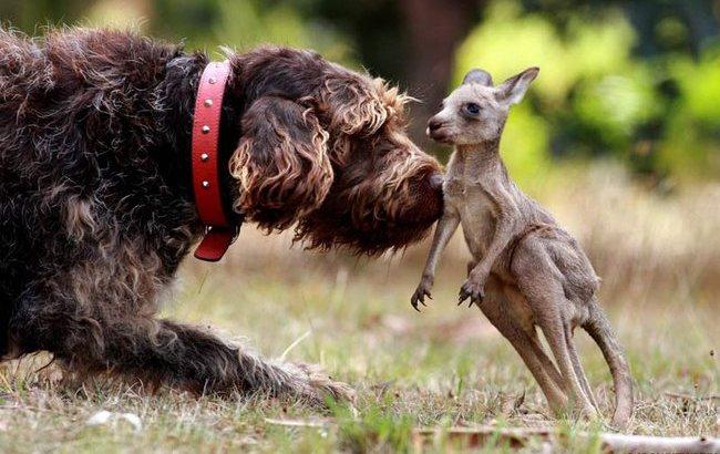 Дружба по-австралийски: пес и кенгуру обожают играть вместе