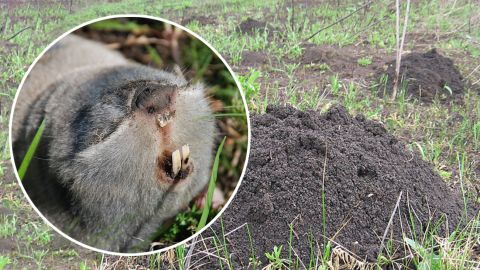 Цих червонокнижних тварин українці часто плутають з кротами і вбивають: фото звірків