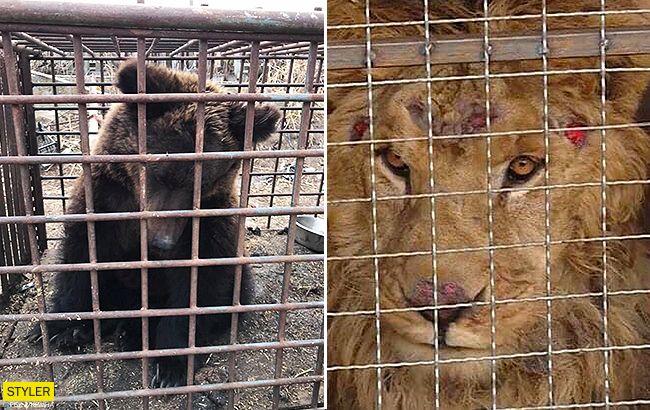 Зоозахисники закликають звільнити вмираючих тварин із приватного звіринцю