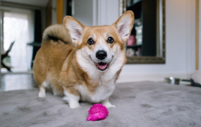 Коли дресирувати собаку: кінолог назвав ідеальний вік і типову помилку