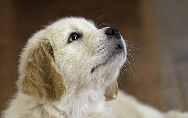 Как назвать собаку в 2025 году: топ-50 кличек, проверенных временем