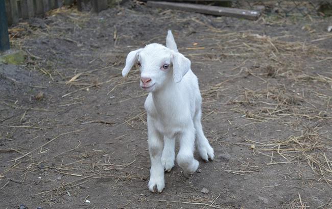 Влаштували атракціон в Бердянську: козлики, що стрибають по машинам, розвеселили мережу (відео)
