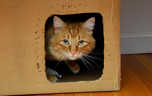 Тайна любви котов к коробкам раскрыта: вы будете удивлены!