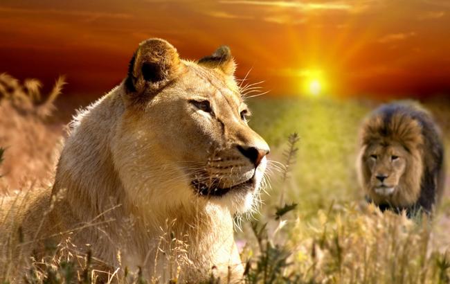 В сафари-парке львица хотела напугать туристов, но у нее не получилось