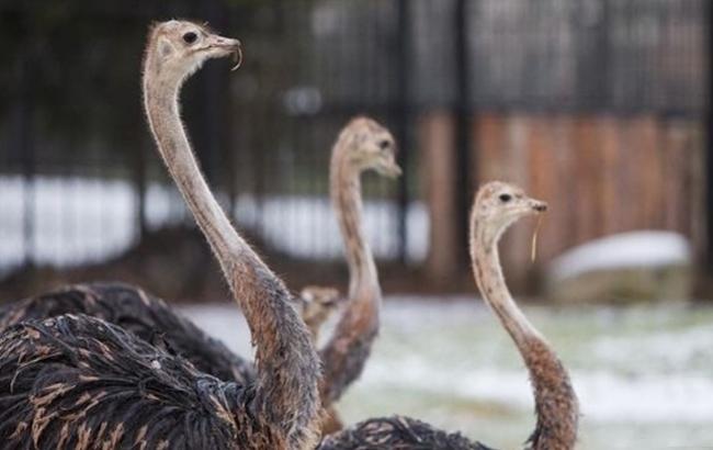 В России посетители зоопарка до смерти напугали страуса