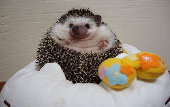 Ежик скатился с розовой подушки и умилил соцсети