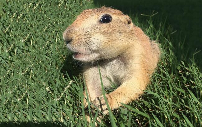 Очень общительный суслик подружился с овчаркой