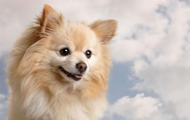 Пес-"таксист" и его маленький "пассажир" покорили сеть