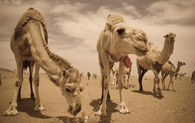 У Саудівській Аравії вибирають найкрасивішого верблюда в світі