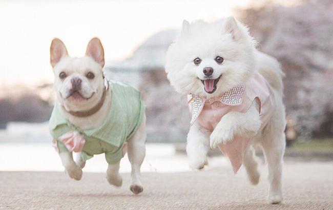 Самая милая собачья пара в мире готовится отгулять настоящую свадьбу