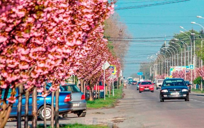 На Закарпатье зацвела самая длинная аллея сакур