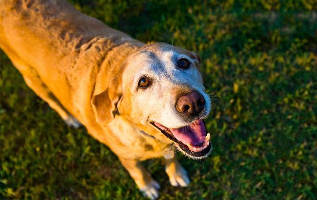 В Запорожье даже собаки соблюдают правила дорожного движения