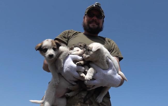 Бойцы АТО показали маленьких щенков-охранников передовой