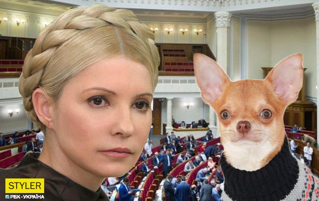 "Тявкают по его указанию": Тимошенко рассказала, кто в Раде "чихуахуа и бобик"