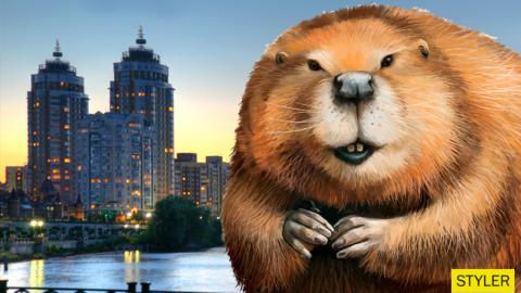 "Осторожно, атака бобров": киевлян предупредили о "банде" грызунов