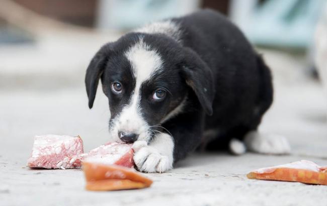 Спасти от голода пушистиков: украинцев просят помочь приюту для животных