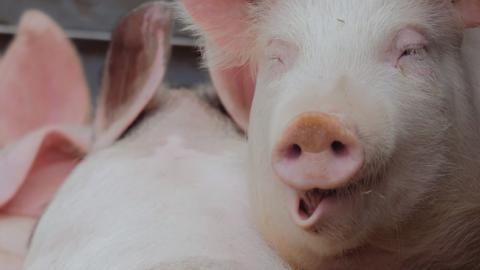 "Горівка не смакує, нема чим закусити": появился веселый "свиной" кавер на "Despacito" (видео)