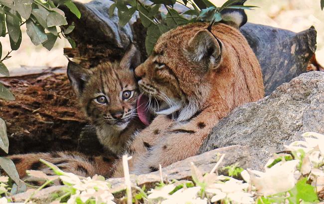 В сети показали очаровательных малышей Киевского зоопарка