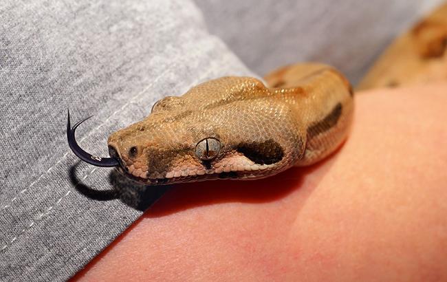"Чуть инфаркт не произошел": в Мариуполе жительница многоэтажки обнаружила змею в постели