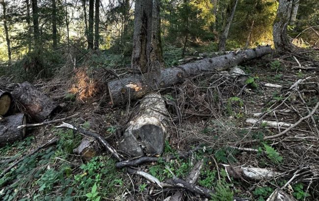 Вырубали леса в заповеднике: на Закарпатье будут судить руководителя лесничества