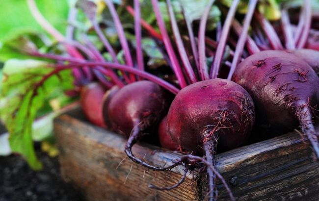 Когда начинать сеять свеклу в 2024 году, чтобы иметь хороший урожай