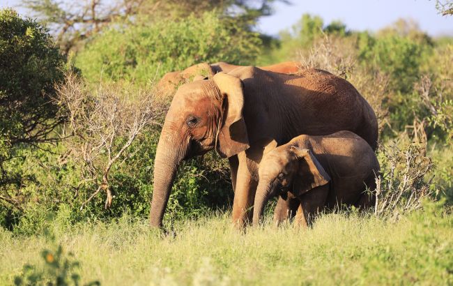 Як слони влаштовують похорони і сумують під час прощання: неймовірні фото