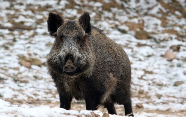 Вспышка АЧС зафиксирована в Полтавской области
