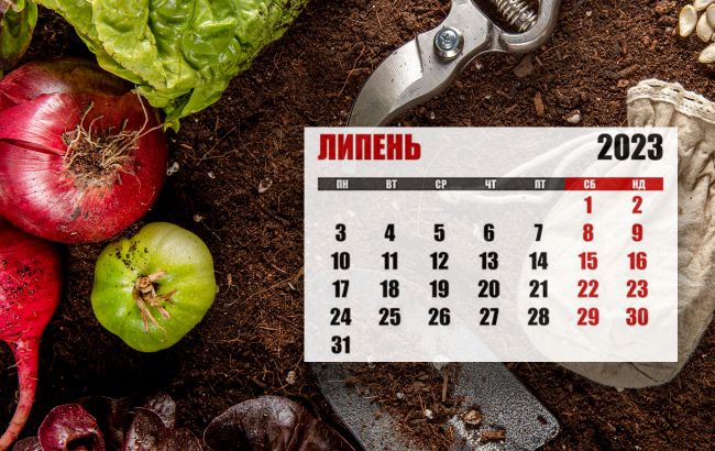 Посевной календарь на июль 2023: что и когда нужно сделать в огороде