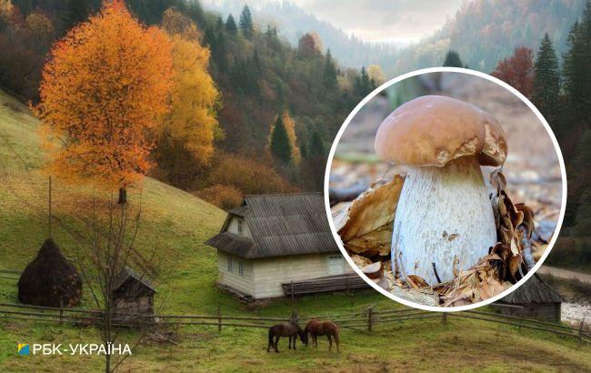 В Украине начался грибной сезон. Самые урожайные локации для безопасной "охоты"