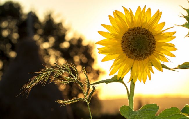 Літня погода: синоптик дала прогноз на останній понеділок весни