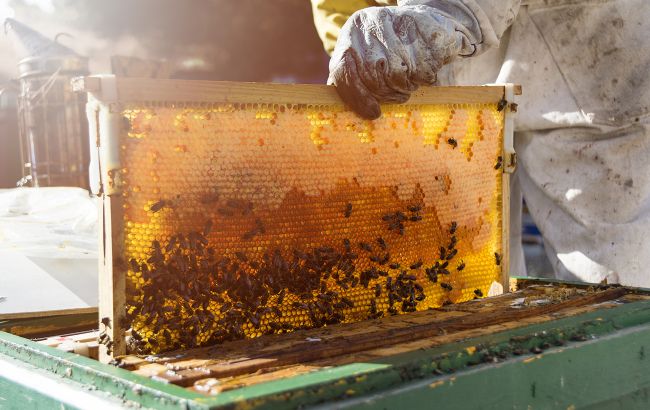 Мед - це блювота бджіл, а кетчуп - ліки: дивовижні факти про їжу, які ви не знали