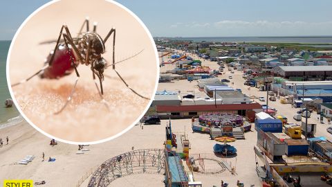 Популярный украинский курорт атаковали полчища комаров: пробиваются через любые щели (видео)