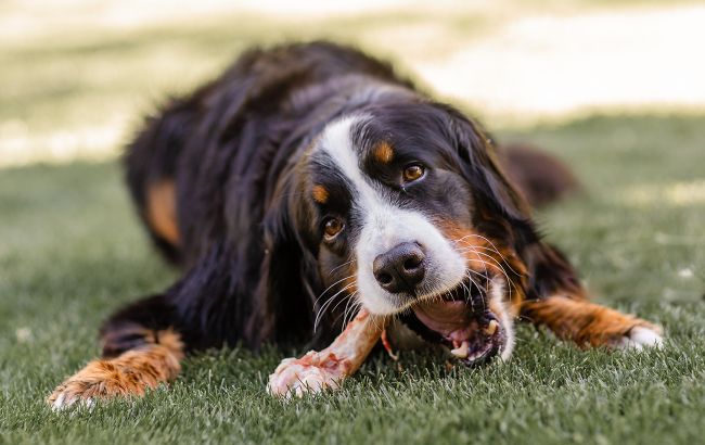 Можно ли собакам давать кости: ветеринар рассказала о распространенном мифе