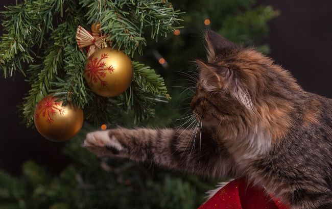Как уберечь новогоднюю елку, если в доме живет кот: самые простые советы