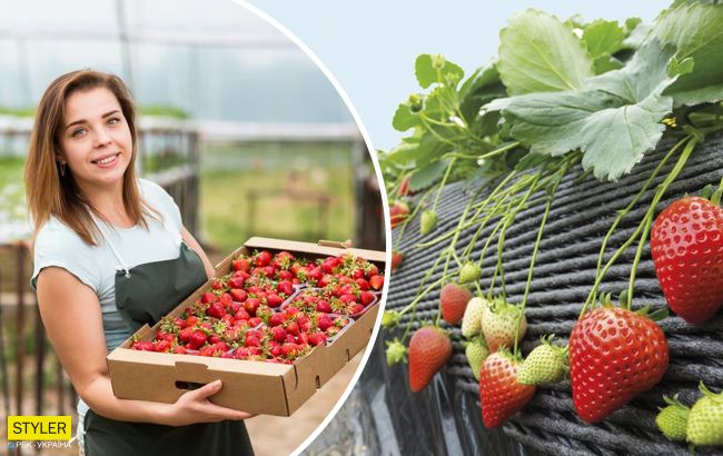 Платять більше, ніж у Польщі: умови праці та заробітки в Фінляндії