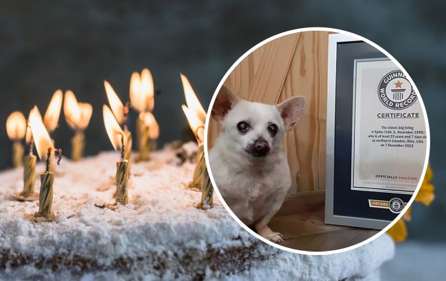 Знайдено найстарішого собаку у світі: у цієї крихітки неймовірна історія життя