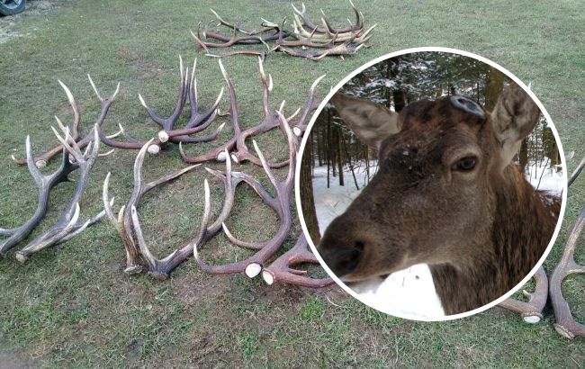 Украинские олени стали сбрасывать рога: зоологи раскрыли таинство природы (фото)