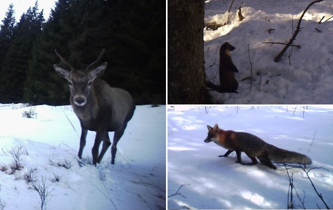 Карпатські тварини потрапили на фотопастки: рідкісні кадри із дикої природи