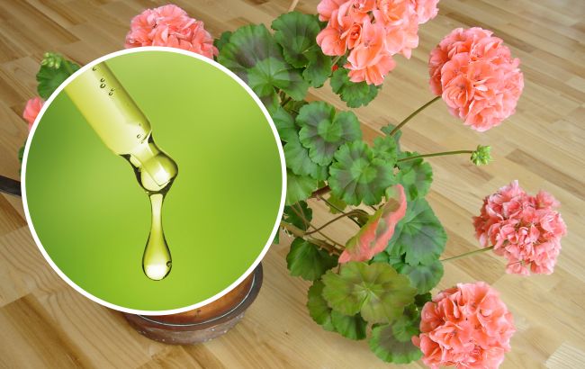 "Бабусин" метод для цвітіння кімнатних квітів: додайте всього 10 крапель