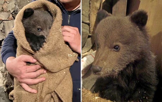 У Закарпатській області знайшли маленьке ведмежа: милі фото тварини