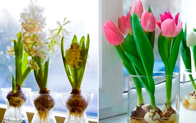 Держите простой способ вырастить тюльпаны дома в вазе